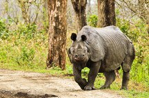 Kaziranga Kaziranga
