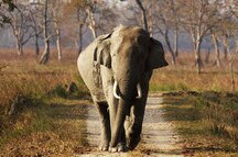 Kaziranga Kaziranga