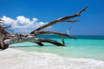 Fallen Tree in the ocean Fallen Tree in the ocean