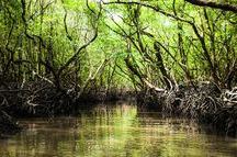 Mangrove Tree in Havelock Island Mangrove Tree in Havelock Island