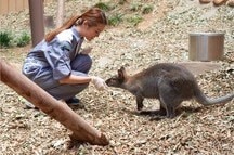 Feeding Kangaroos at Ocean Park, Hong Kong Feeding Kangaroos at Ocean Park, Hong Kong
