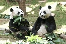 Pandas at Ocean Park, Hong Kong Pandas at Ocean Park, Hong Kong