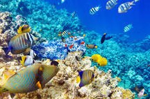 Underwater World with Corals and Tropical Fish Underwater World with Corals and Tropical Fish