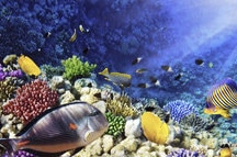 Colorful Corals Colorful Corals