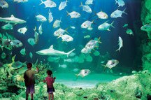 Sydney Aquarium Reef Theatre Sydney Aquarium Reef Theatre