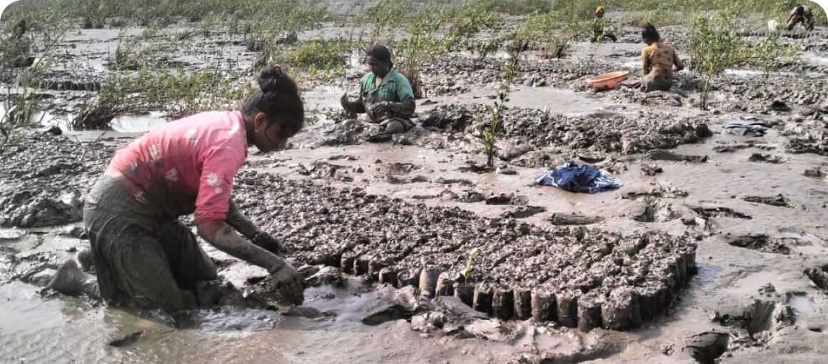 Mangrove Plantation